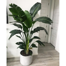 Hardy Japanese Banana Musa basjoo 1m tall in 5L pot LIVE PLANT