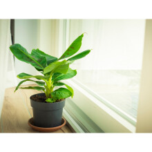 Hardy Japanese Banana 'Musa basjoo' 30cm tall in a 1L pot LIVE PLANT