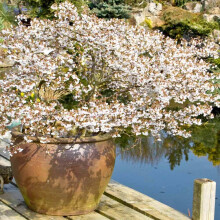 3 x Japanese Blossom Cherry Prunus Kojo-No-Mai tall trees pot