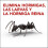 Raid Ant Bait (Pack of 3) 2