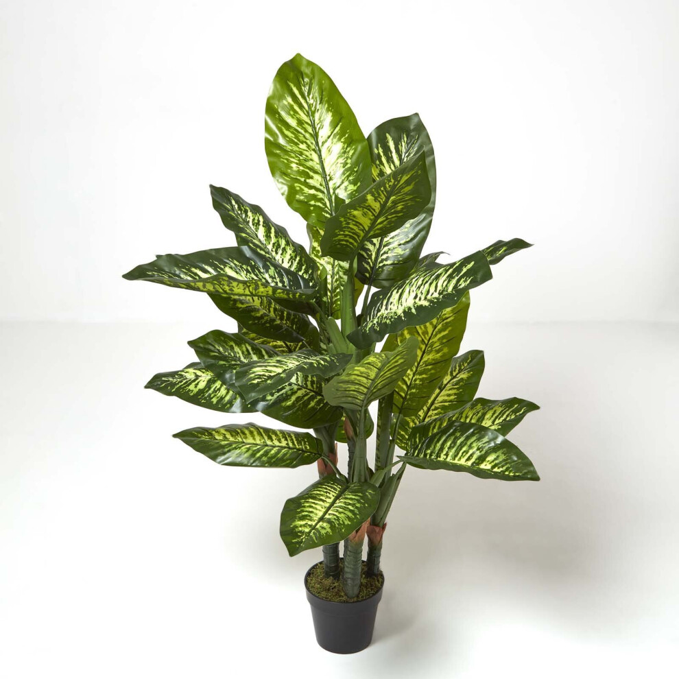 Homescapes Dieffenbachia Dumb Cane Plant in Pot, 150 cm Tall