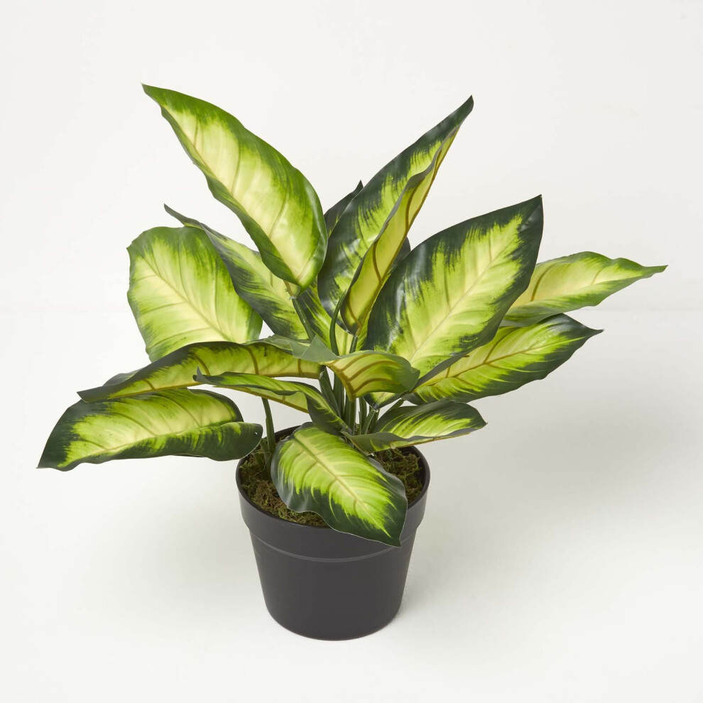 Homescapes Dieffenbachia Dumb Cane Plant In Pot, 50 Cm Tall Green