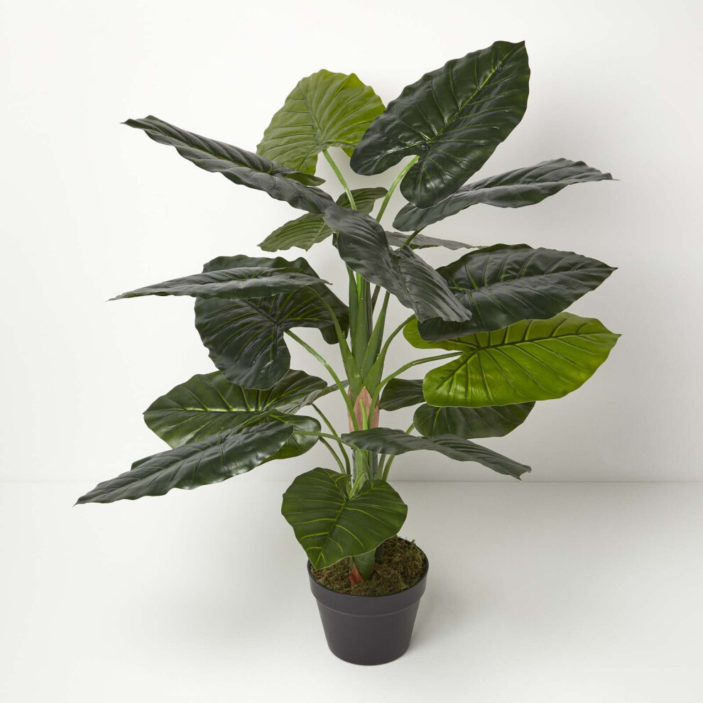 Homescapes Taro Plant In Pot, 90 Cm Tall Green