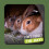 Burgess Burgess Excel Timothy Feeding Hay Box 4.5kg 5