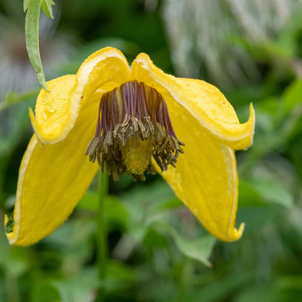 Clematis 'Tangutica' - 'Golden Tiara' - 1 x Full Plant in 1 Litre Pot