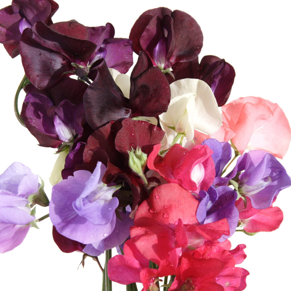 Flowering Plants - Sweet Pea 'Patio Mix' - 3 x Full Plants in 9cm Pots