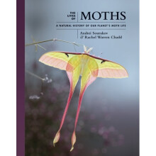 The Lives of Moths : A Natural History of Our Planet's Moth Life - Rachel Warren Chadd - book