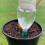 Selections Bottle Irrigation Kit With Tap Adjusted Flow (Set of 8) 2
