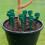 Selections Bottle Irrigation Kit With Tap Adjusted Flow (Set of 16) 2