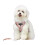 () Harness and Leash Sets Adjustable Lengths Reflective Design Breathable Mesh Dog Collar for Small Pets 5