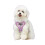 () Harness and Leash Sets Adjustable Lengths Reflective Design Breathable Mesh Dog Collar for Small Pets 11