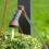 Gardena GARDENA COMFORT SPRAY LANCE - 90CM 2