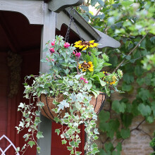 Smart Garden Hanging Basket 12''