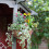 Smart Garden Smart Garden Hanging Basket 12'' 1