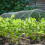 Smart Garden Smart Garden Multi-Mesh Green 15mm 0.5m x 5m 1