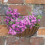 Smart Garden Wall Basket 16'' 1