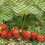 Smart Garden Smart Garden Multi-Mesh 15mm Green 0.5mx5m 3
