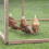 Smart Garden Smart Garden Galvanised Wire Netting 13mm, 0.5x5m 1