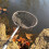 Selections Telescopic Pond Net with Long Handle for Cleaning (190cm) 4