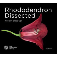 Rhododendron Dissected Flora in Closeup