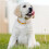 (Orange) Dog Collar Expellent 4