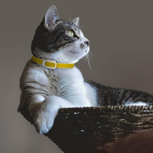 (Orange) Dog Collar Expellent 2