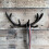 Selections Cast Iron Antler Wall Hook Rack 3