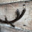 Selections Cast Iron Antler Wall Hook Rack 5