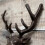 Selections Cast Iron Stag Head Wall Coat Hook Rack 4
