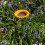 Selections Cast Iron Wild Bird Sunflower Dish Bird Feeder 4
