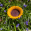Selections Cast Iron Wild Bird Sunflower Dish Bird Feeder 3