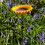 Selections Cast Iron Wild Bird Sunflower Dish Bird Feeder 5