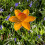 Selections Cast Iron Daffodil Bird Feeder Flower Dish 5