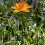 Selections Cast Iron Daffodil Bird Feeder Flower Dish 6
