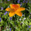 Selections Cast Iron Daffodil Bird Feeder Flower Dish 7