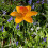Selections Cast Iron Daffodil Bird Feeder Flower Dish 4