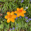 Selections Cast Iron Daffodil Bird Feeder Flower Dish (Set of 2) 4