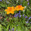 Selections Cast Iron Daffodil Bird Feeder Flower Dish (Set of 2) 5
