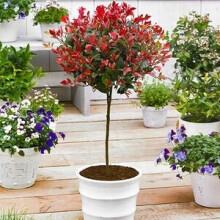 (red) Photinia 'Little Red Robin' Standard Tree 90-100cm Tall