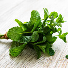 Herb Plants - Garden Mint - 6 x Plug Plant Pack