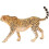 Schleich Schleich 14746 Cheetah, Female 5