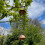 Selections Large Copper Style Hanging Bird Suet Fat Ball Feeder 3