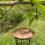 Selections Large Copper Style Hanging Bird Suet Fat Ball Feeder 5