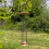 Selections Large Copper Style Hanging Bird Suet Fat Ball Feeder 2
