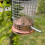 Selections Large Copper Style Hanging Bird Nut Feeder 6