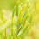 Weleda Weleda Rosemary Invigorating Bath Milk 200ml 4