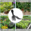 Weed-Removal-Tool Avoid Regrowth Easily Remove Weeds Without Bending or Kneeling 4