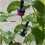 5-60M Automatic Garden Watering System with Adjustable Drip Irrigation, 4/7mm Hose Compatible, Water Timer Controller 2