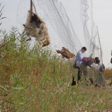 Garden Catching Bird Trap Net Anti Bird Mist Net Mesh Protection Fruit Crop Not Hurt Bird Orcha