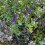 Selections Pack of 5 Conical Garden Plant Support Rings (75cm) 4